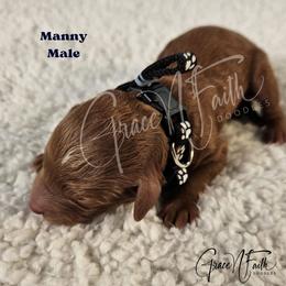 Manny - Red  male Goldendoodle puppy in Peyton, Colorado from Grace N Faith Doodles
