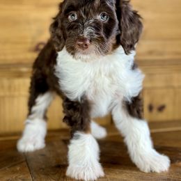 Aussiedoodle, Miniature Australian Shepherd, and Poodle Puppies from Classic K9’s  Aussies & Doodles