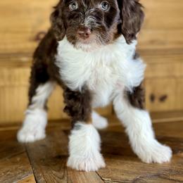 Aussiedoodle, Miniature Australian Shepherd, and Poodle Puppies from Classic K9’s  Aussies & Doodles