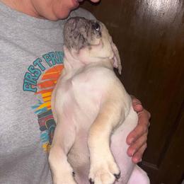 Boy 1 - White male Pug puppy in Gadsden, Alabama from Carla's Pugs