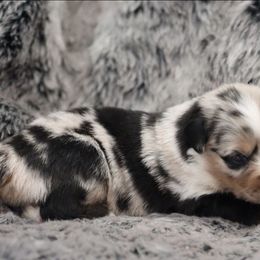 Blue-Eyed Blue Merle Male - Blue merle male Toy Australian Shepherd puppy in Leighton, Alabama from Isbell Land & Livestock, LLC