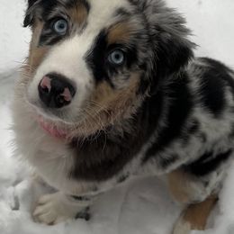 Australian Shepherds from Windy City Aussies
