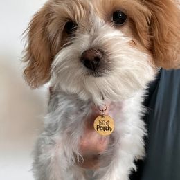 Peach - Maltipoo