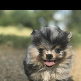 Pomeranian Puppies from Lisas Pomeranians