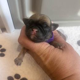 Purple collar - Fawn female Pug puppy in Tucson, Arizona from Furever Friends