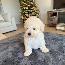 Axel - Cream male Poodle puppy in Queen Creek, Arizona from Prestigious Toy Poodles
