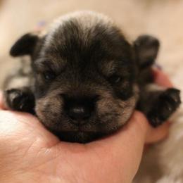 Lenny - Salt and pepper male Miniature Schnauzer puppy in Yucaipa, California from Mt. View's Pretty Little Schnauzers