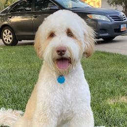 Jax - Australian Labradoodle