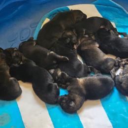 Sable male GERALD - Sable male German Shepherd puppy in Buckfield, Maine from Levesques German Shepherds