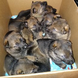 German Shepherd Puppies from Rammstein Kennels