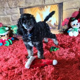 Poodle Puppies from My Buddies Puppies