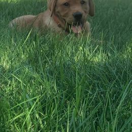 Labrador Retriever Puppies from East Coast Labradors