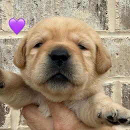 Purple collar - Yellow female Labrador Retriever puppy in Clinton, Tennessee from Summer Rose