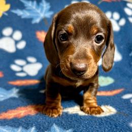 Casey - Chocolate and tan female Dachshund puppy in Carrollton, Illinois from Kelly's Doxies