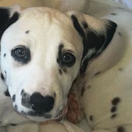 Willow (pink girl) - White and black Dalmatian puppy in Lakeland, Florida from Ink Spot Canines