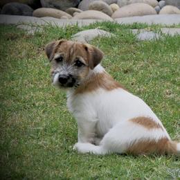 Russell Terrier Puppies from Rose In Vale