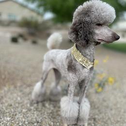 Poodles from Choye Pet