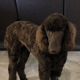 Poodle All Grown Up from TGT Fancy Pants Poodles