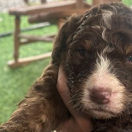 Bernedoodles from Mountain Valley Bernedoodles