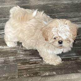 Shih Tzu Puppies from Sweet on Tzu