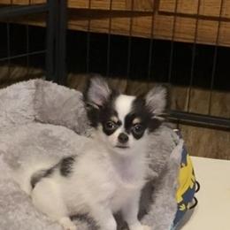 Eli - Black and white male Chihuahua puppy in Red Bluff, California from Aye Chihuahua