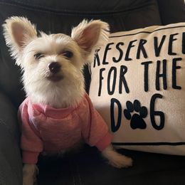 Hannah - Yorkshire Terrier