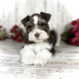 Miniature Schnauzer Puppies from Silver Sage Schnauzers