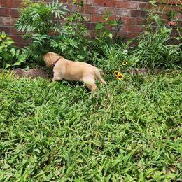 Labrador Retriever Puppies from Rebecca Barkelew