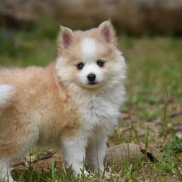 River - Merle female Pomsky puppy in Coos Bay, Oregon from Ocean View Pomskies