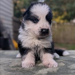 Pink collar - Panda female German Shepherd puppy in Millan, Illinois from Volhouden German Shepherds