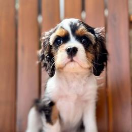 Tricolor - Tri-color male Cavalier King Charles Spaniel puppy in Grand Prairie, Texas from Westchester Cavaliers