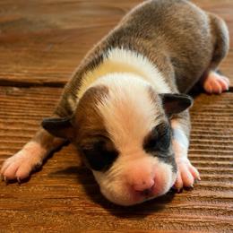 Boy 2 - Fawn sable male American Pit Bull Terrier puppy in Sea Tac, Washington from SkylineUSA Kennels