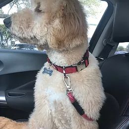 Goldendoodle and Labradoodle All Grown Up from Sugar Fig Kennel