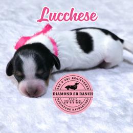 LUCCHESE - Piebald female Dachshund puppy in Columbia, Louisiana from Diamond 5R Ranch AKC & CKC Miniature Dachshunds
