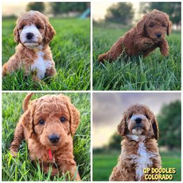 Goldendoodle Puppies from QP Doodles