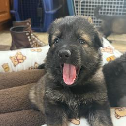 Girl 1 - Sable female German Shepherd puppy in Berlin, Wisconsin from Gypsy Miracle Kennels