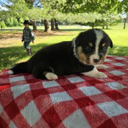 Boy 4 - Black and tan male Pembroke Welsh Corgi puppy in Tennessee from Voneida Collies & Corgis