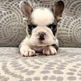 Grey collar - Tricolors male French Bulldog puppy in Wagoner, Oklahoma from Frenchie Frys