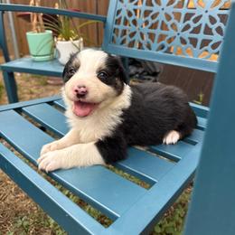 Corporal Garcia - Black and white male Border Collie puppy in Mckinney, Texas from Border Collies of Ruidoso