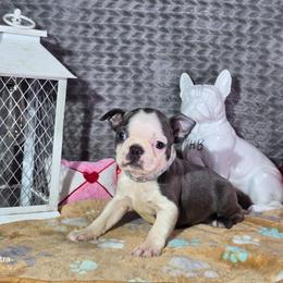 Rosalina - Blue female Boston Terrier puppy in Millers Creek, North Carolina from Tumbling Shoals Hilltop Bostons