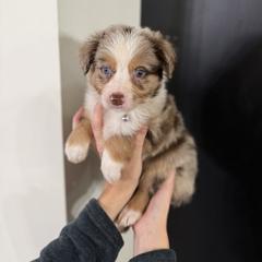 Olympus - male Australian Mountain Doodle puppy in Inola, Oklahoma from Blue Stem Companions