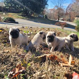 Pug Puppies from GEORGIA.PUGS