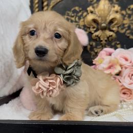 Izzy - Cream female Dachshund puppy in Collins, Georgia from Liberty Longhair Dachshunds