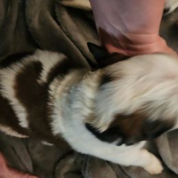 Saint Bernard Puppies from Amber's Saint Bernards