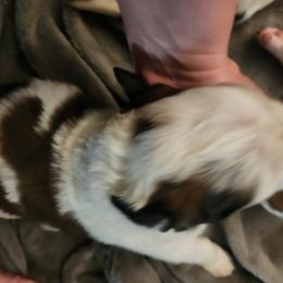Saint Bernard Puppies from Amber's Saint Bernards