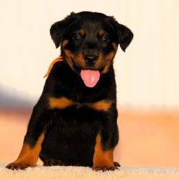 Anubis - 5350 - Black and rust male Beauceron puppy in Rockwall, Texas from Elitehaus