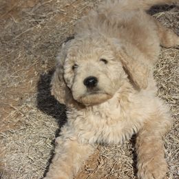 Goldendoodle and Yorkshire Terrier Puppies from Dirty Dogs Pups