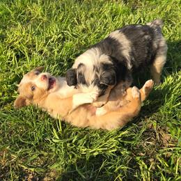 Carla - Dilute red female Australian Shepherd puppy in Puryear, Tennessee from Double G Ranch