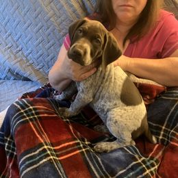German Shorthaired Pointers from Webber's Place