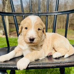 Caramel - Apricot female Pyredoodle puppy in Bowling Green, Ohio from FDF Pyredoodles & Bernedoodles